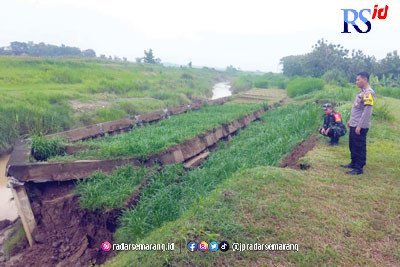 Tanggul Sungai Cabean Longsor 60 Meter