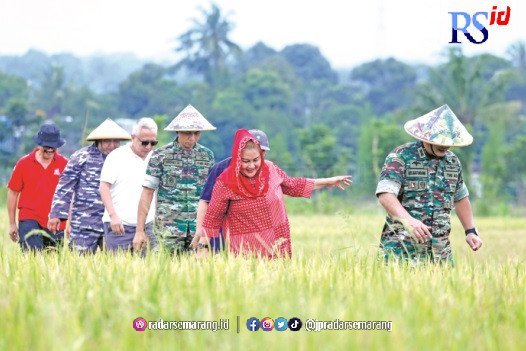 PANEN PADI : Plt Wali Kota Semarang Hevearita Gunaryanti Rahayu memanen padi demplot di lahan persawahan Cangkiran, Kelurahan Cangkiran, Kecamatan Mijen, Jumat (27/1). (HUMAS PEMKOT SEMARANG)