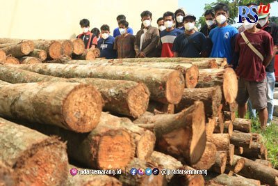Pembalakan Liar, Pelaku Angkut 15 Truk Pohon Sengon di Kawasan Greenbelt Waduk Jatibarang