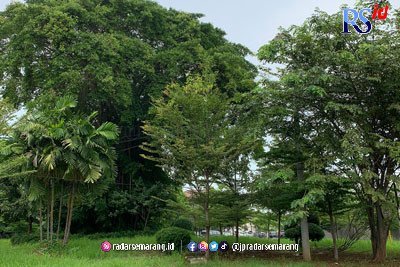 Ada Penampakan Pocong dan Kuntilanak di Pohon Beringin Bunderan Puri Anjasmoro Semarang