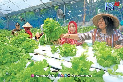 Kampung Urban Farming Jadi Penyemangat Berkebun