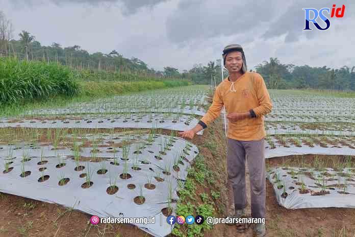 POTENSIAL : Petani bawang merah yang masuk dalam program food estate Temanggung. (ADDIN ALFATH/ JAWA POS RADAR MAGELANG)
