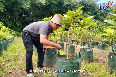 Pemasaran Sawo Raksasa hingga Jepang dan China
