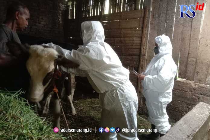 59 Sapi di Salatiga Terserang Lumpy Skin Disease, Begini Gejala LSD
